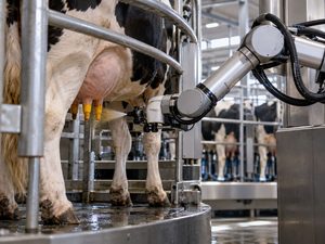 Teat Dipping Robots